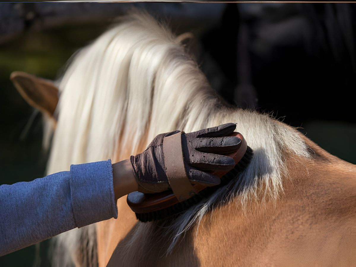 horse grooming gloves